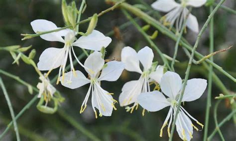 How To Plant Grow And Care For Gaura Lindheimeri