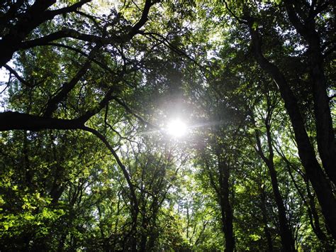 Free Images Tree Nature Forest Branch Light Sun Sunlight Leaf