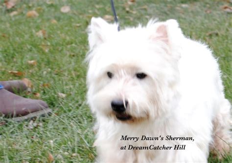 Adult West Highland White Terrier For Sale Illinois Dreamcatcher