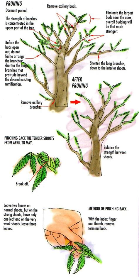 Pruning Marijuana Diagram - Wiring Diagram Pictures