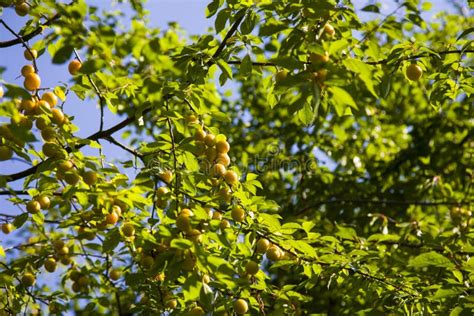 Ripe Wild Yellow Plum On A Tree In The Garden Plum Harvest Autumn