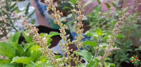 How To Grow Tulsi Plant In Containers My Organic Garden