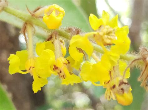 Byrsonima verbascifolia from Serra Dourada Serra Dourada Goiás BR GO