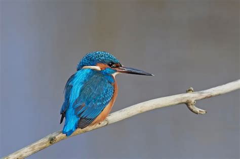 Premium Photo Common Kingfisher Alcedo Atthis