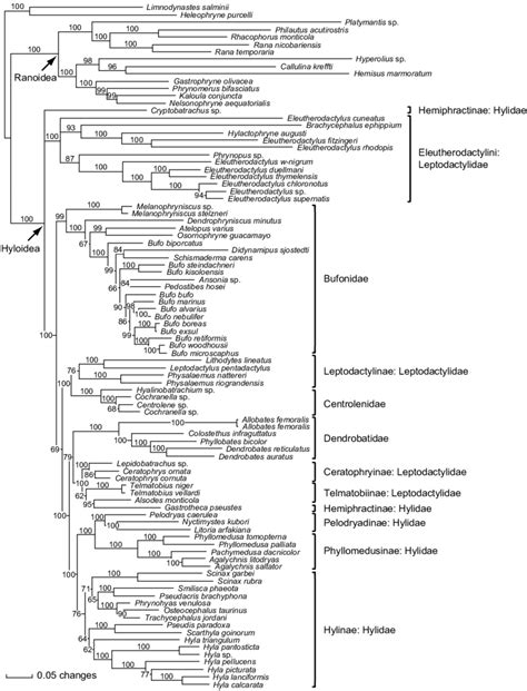 Maximum Likelihood Phylogram Under A Gtr C I Model Of Evolution