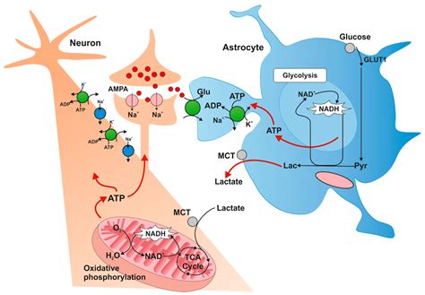 Ijms Free Full Text Energy Metabolism Of The Brain Including The Cooperation Between