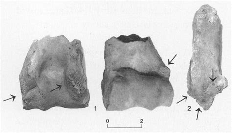 Rodent Gnawing On The Edges Of A Left Sheep Goat Distal Humerus