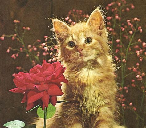 1920x1080px 1080p Free Download I Just Love Roses Kitten Rose