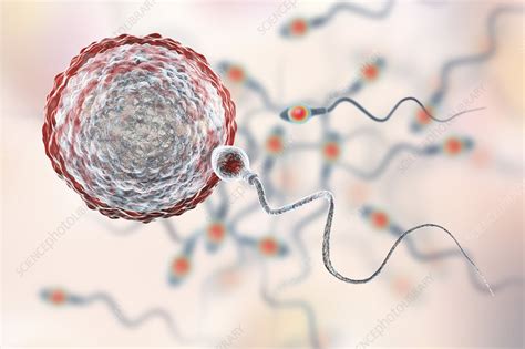 Sperm Fertilizing Egg Illustration Stock Image F021 2216 Science