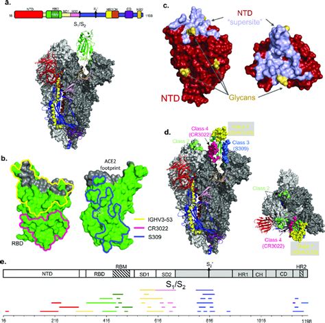 Epitope Mapping Techniques In The Context Of SARS CoV 2 A SARS CoV 2