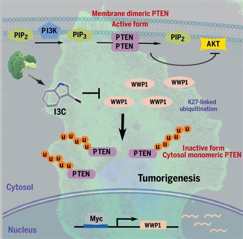 Reactivation Of Pten Tumor Suppressor For Cancer Treatment Through