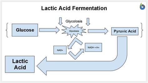 What Is Anaerobic Respiration The Definitive Guide Biology Online