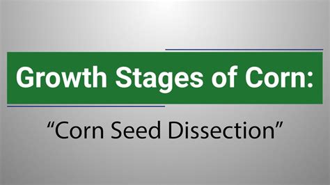 Growth Stages Of Corn Corn Seed Dissection Youtube