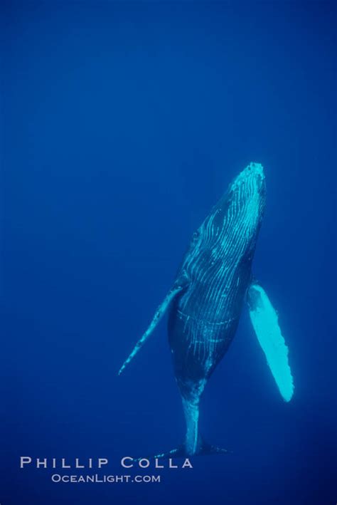 North Pacific Humpback Whale Calf Megaptera Novaeangliae Maui Hawaii