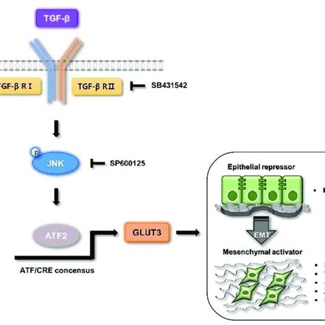 Schematic representation of the regulation of GLUT3 on TGF β mediated