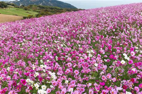 Premium Photo | Pink cosmos flowers in the garden