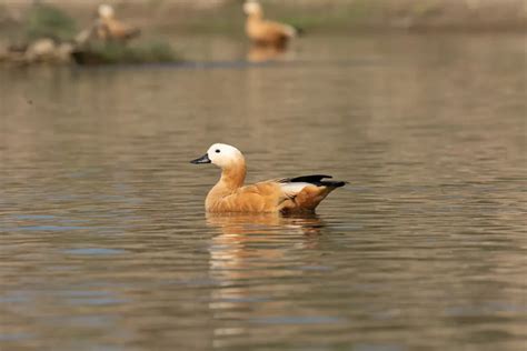 Birdwatching Holidays Archives Visit Kailash Treks