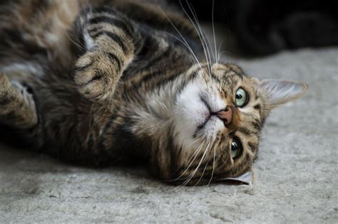 Esporotricose Em Gatos Saiba Tudo Sobre A Doen A Em Felinos