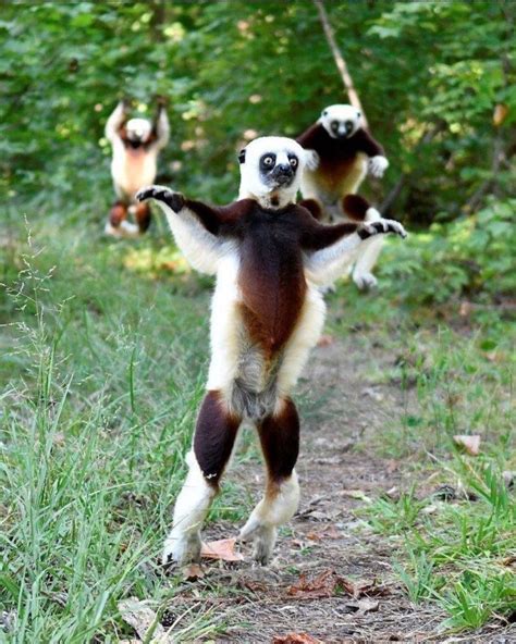 PsBattle: These leaping lemurs : r/photoshopbattles