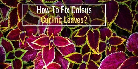 How To Fix Coleus Leaves Curling