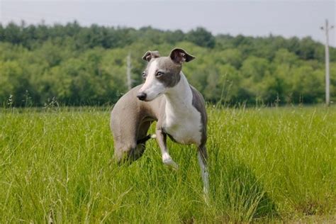 22 Longest-Living Dog Breeds | Longest Dog Lifespans