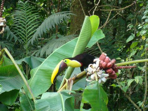 Toucan eating Musa dasycarpa fruit - TROPICAL LOOKING PLANTS - Other ...