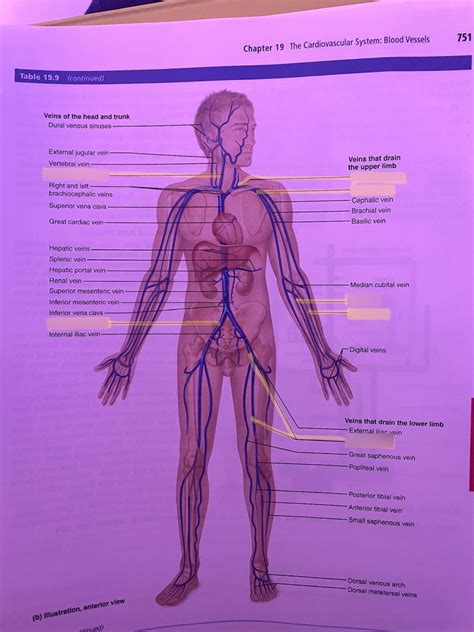 Labeling Veins Of Human Body A P 2 Diagram Quizlet