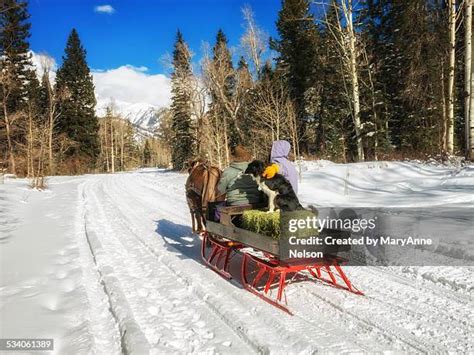 horse open sleigh stock  high res pictures  images