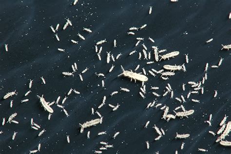 How To Identify And Manage Springtails Public Health