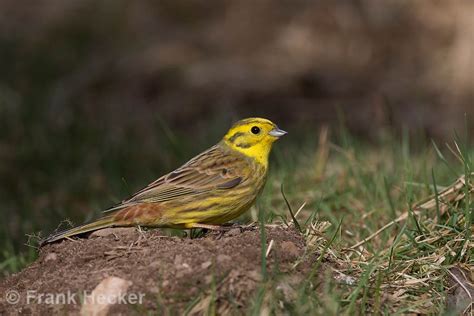 Goldammer Gold Ammer Ammer Emberiza Citrinella Yellowhammer Le