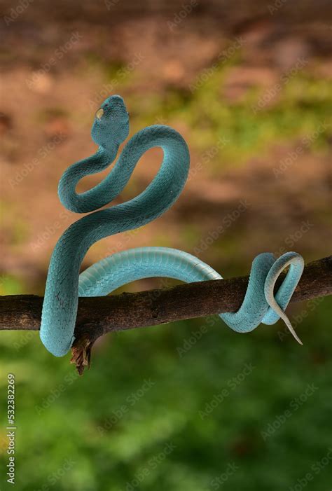 Snake Hiss Trimeresurus Insularis Indonesian Pit Viper Lesser Sunda