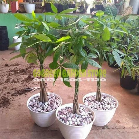 Jual Tanaman Hias Pohon Pachira Kepang 6 Indoor Pacira Kepang 6