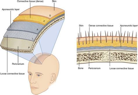 Layers Of Scalp Anatomy