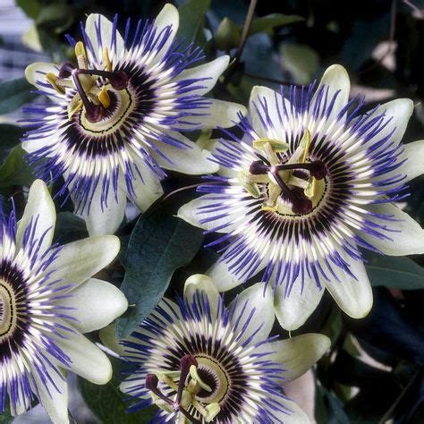 Maracuy Passiflora Edulis Flavicarpa Semillas Del Mundo