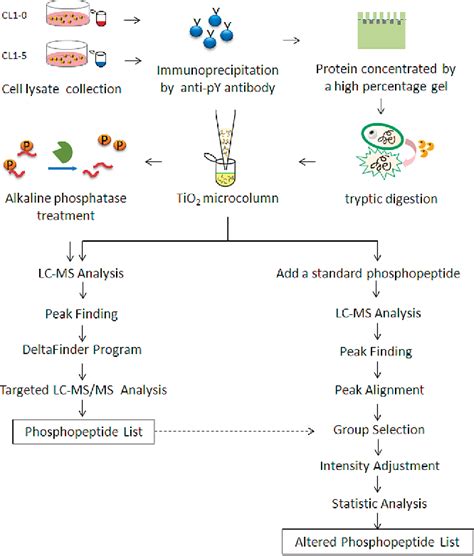 Figure From Identification Of Tyrosine Phosphorylated Proteins