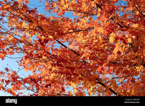Trees An Foliage In Autumn In Northeast Ohio Stock Photo Alamy
