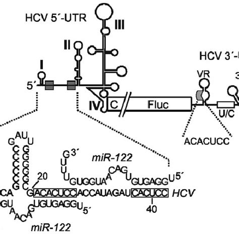 Pdf Microrna 122 Dependent Binding Of Ago2 Protein To Hepatitis C