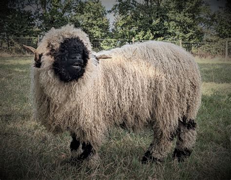 Nos B Liers Reproducteurs Nez Noir Du Valais En Vend E Des