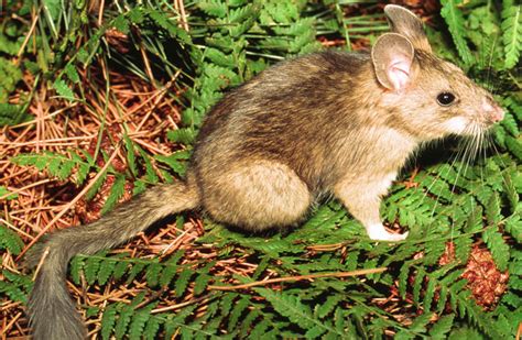 Different Types Of Rats In Florida And How To Get Rid Of Them