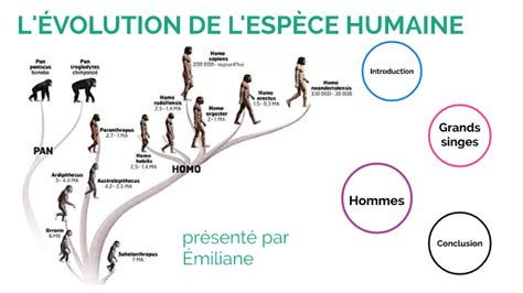 Évolution De Lespèce Humaine By Stéphane Ogeron On Prezi