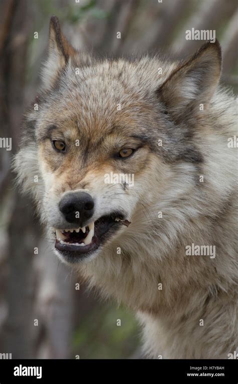 Gray Wolf (Canis lupus) biting down on stick, Alaska Stock Photo - Alamy