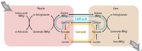 Usmle Step Biochemistry Metabolism Flashcards Quizlet