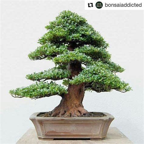 Repost Bonsaiaddicted Matsuda Seisho En Bonsai Garden Satsuki