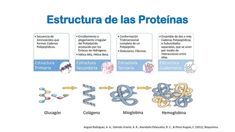 Estructura De Las Prote Nas M Udocz