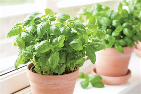 Basil From The Supermarket Growing Guides Daltons