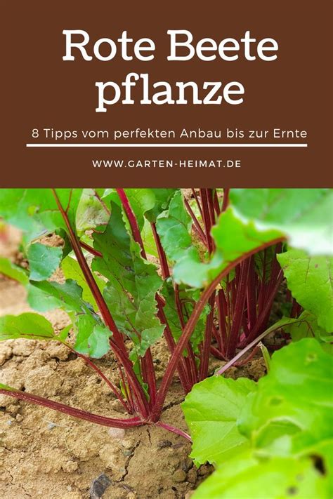 Rote Beete Pflanzen Tipps Vom Perfekten Anbau Bis Zur Ernte Rote