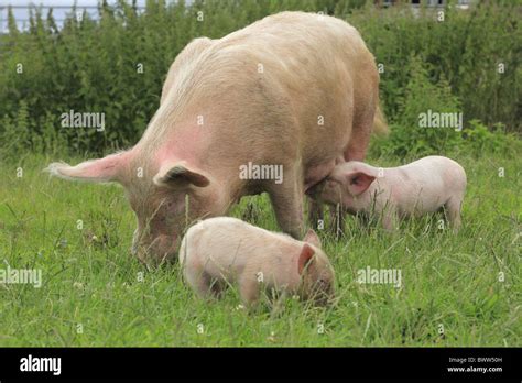 Domesticus White Sow Pig Piglet Breed Free Range Sus Scrofa Large