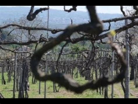 Scopri I Feudi Di San Gregorio Prezzi Tradizione E Gusto In Un Unica