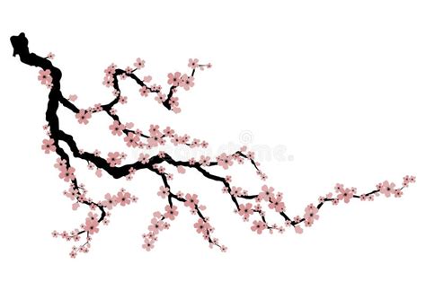 Cerise En Fleurs Branche De Sakura Aux Bourgeons De Fleurs Dessin De