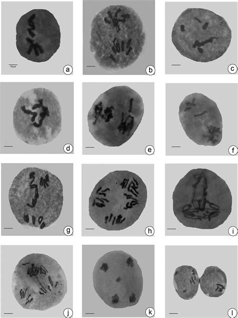 Al All Different Types Of Meiotic Aberrations Induced By